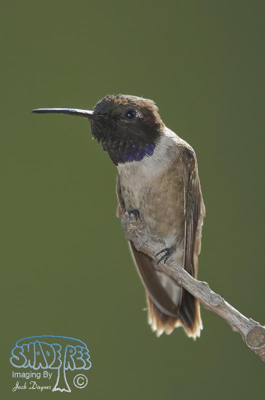 Black-chinned Hummingbird - Archilochus alexandri