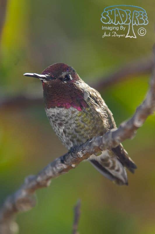 Anna's Hummingbird - Calypte anna