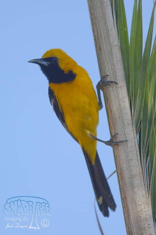 Hooded Oriole - Icterus cucullatus