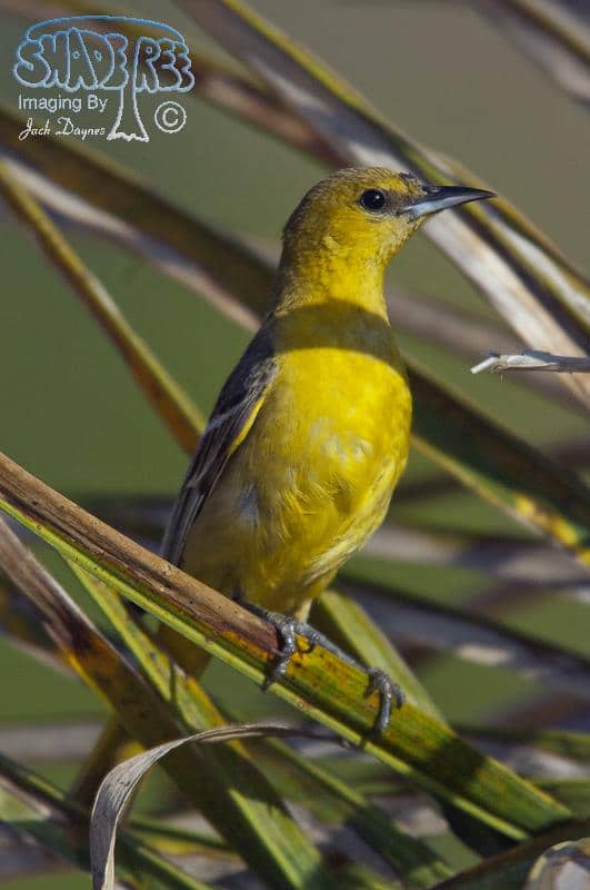 Hooded Oriole - Icterus cucullatus