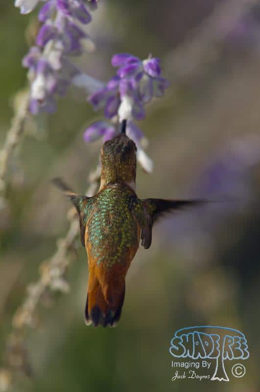 Allen's Hummingbird - Selasphorus sasin
