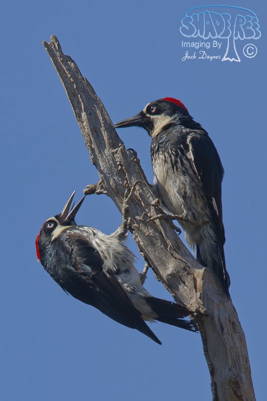 Acorn Woodpecker - Melanerpes formicivorus