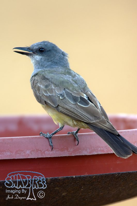 Western Kingbird - Tyrannus verticalis