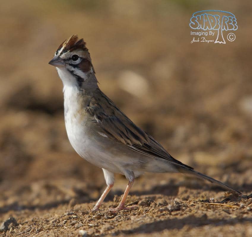 Lark Sparrow - Chondestes grammacus