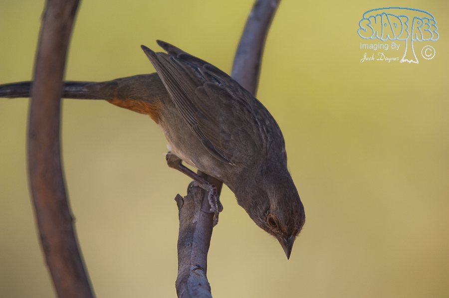 California Towhee - Melozone crissalis