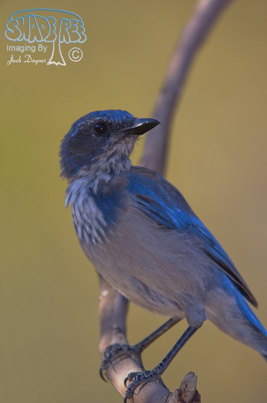 California Scrub-Jay - Aphelocoma californica