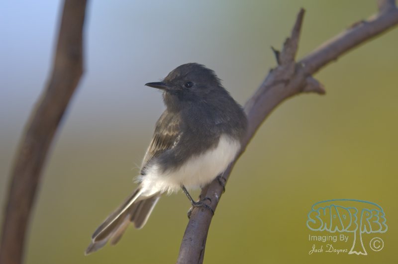 Black Phoebe - Sayornis nigricans