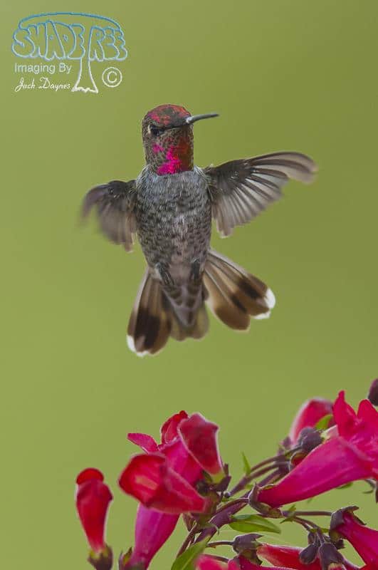 Anna's Hummingbird - Calypte anna