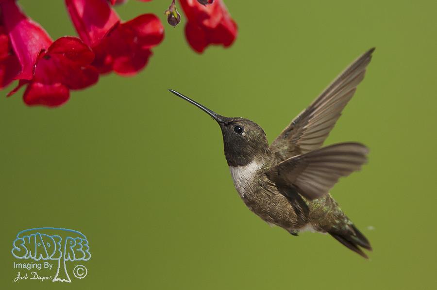 Black-Chinned Hummingbird - Archilochus alexandri