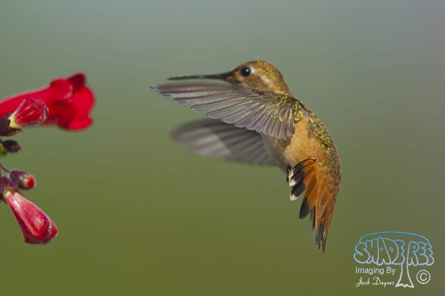 Allen's Hummingbird - Selasphorus sasin