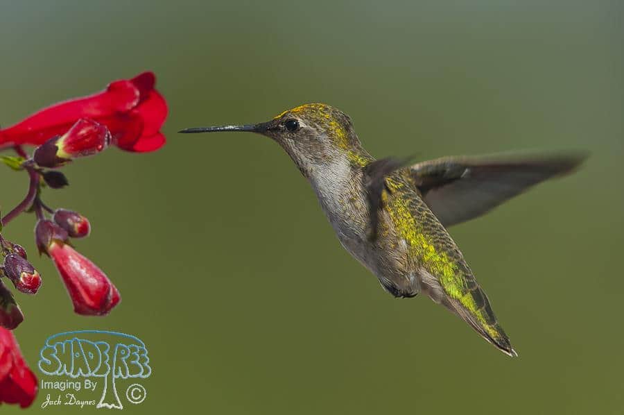 Anna's Hummingbird - Calypte anna