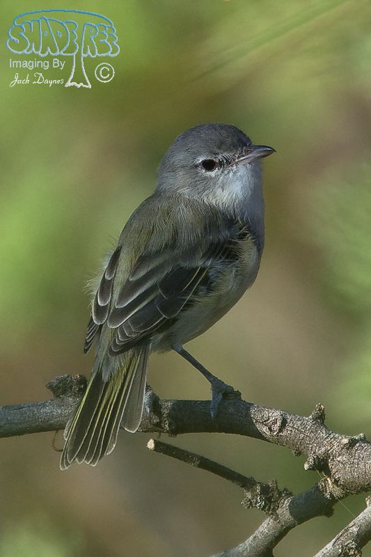 Bell's Vireo - Vireo bellii