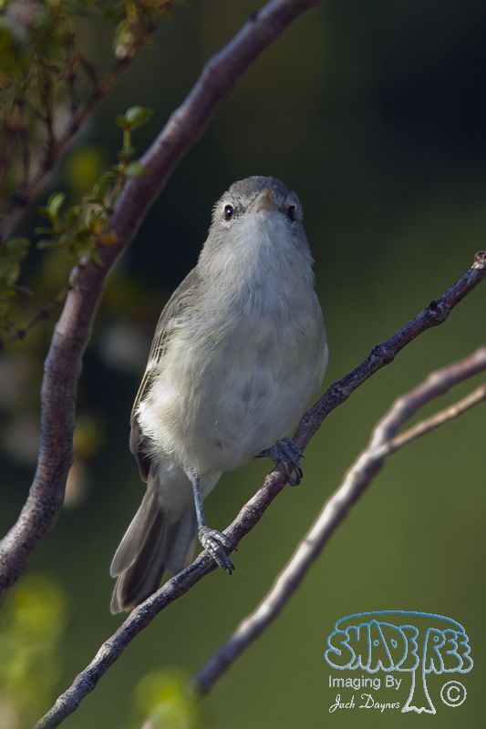 Bell's Vireo - Vireo bellii