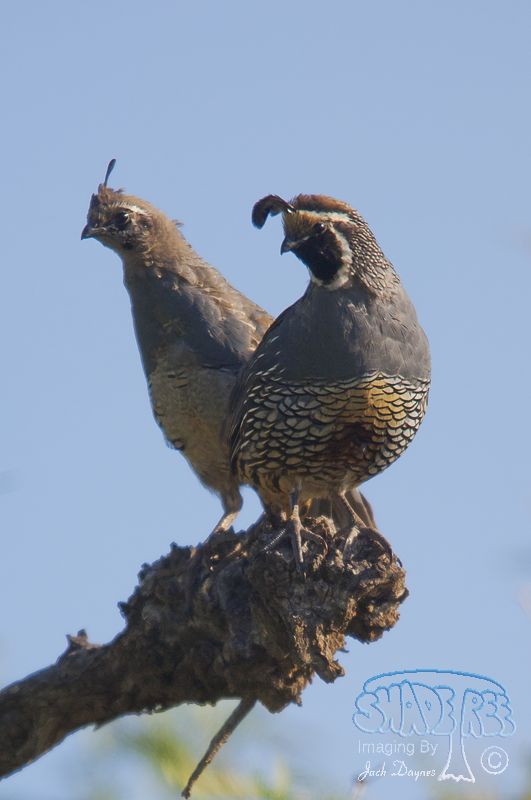 California Quail - Callipepla californica