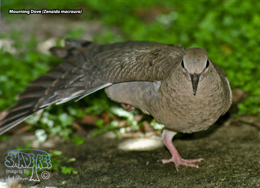 Mourning Dove - Zenaida macroura