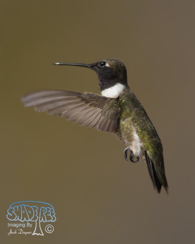 Black-chinned Hummingbird - Archilochus alexandri