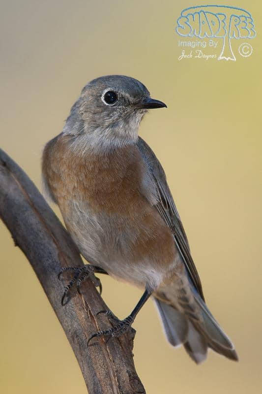 Western Bluebird - Sialia mexicana