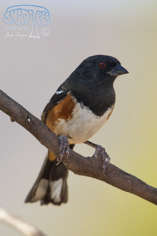 Spotted Towhee - Pipilo maculatus