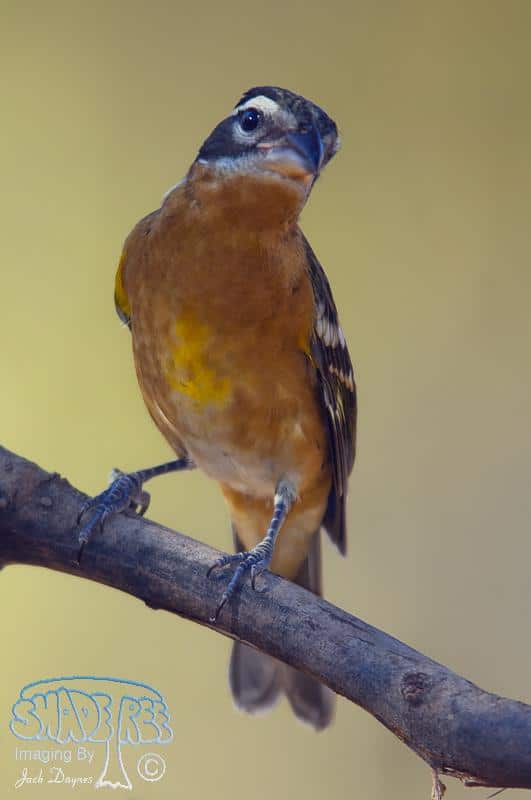 Black-headed Grosbeak - Pheucticus melanocephalus