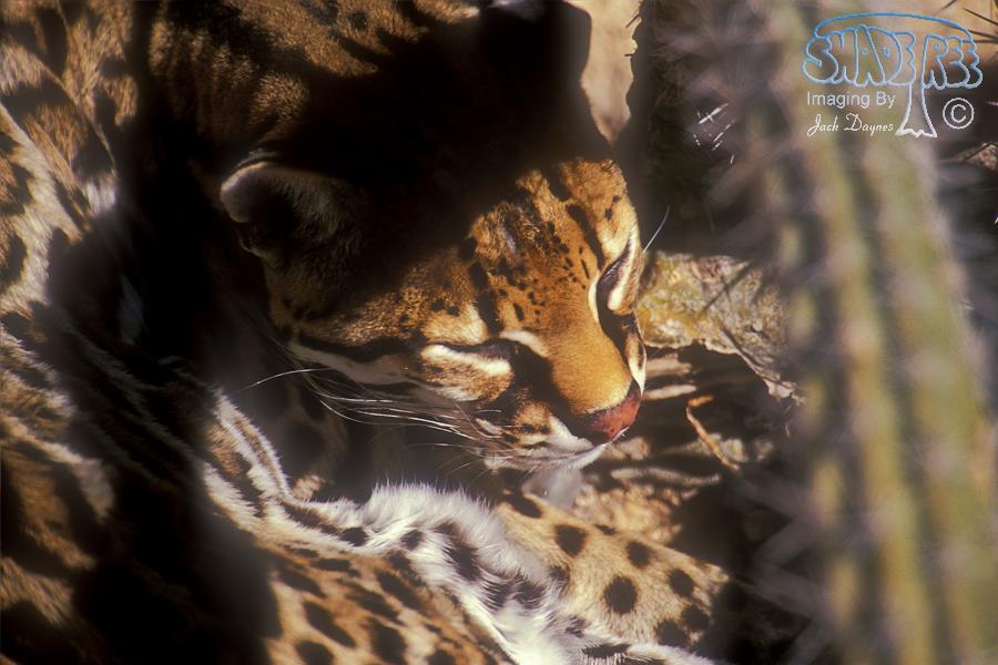 Ocelot - Leopardus pardalis