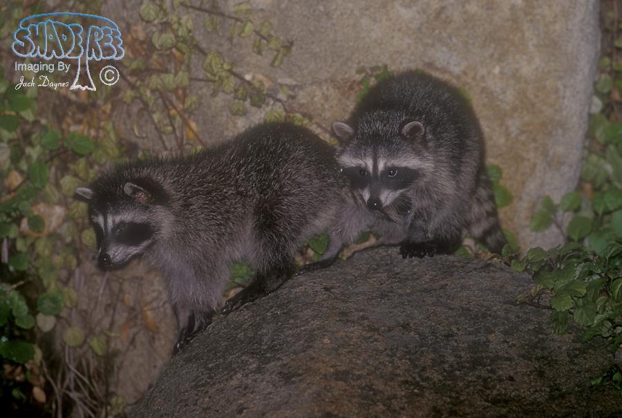 Raccoon - Procyon lotor