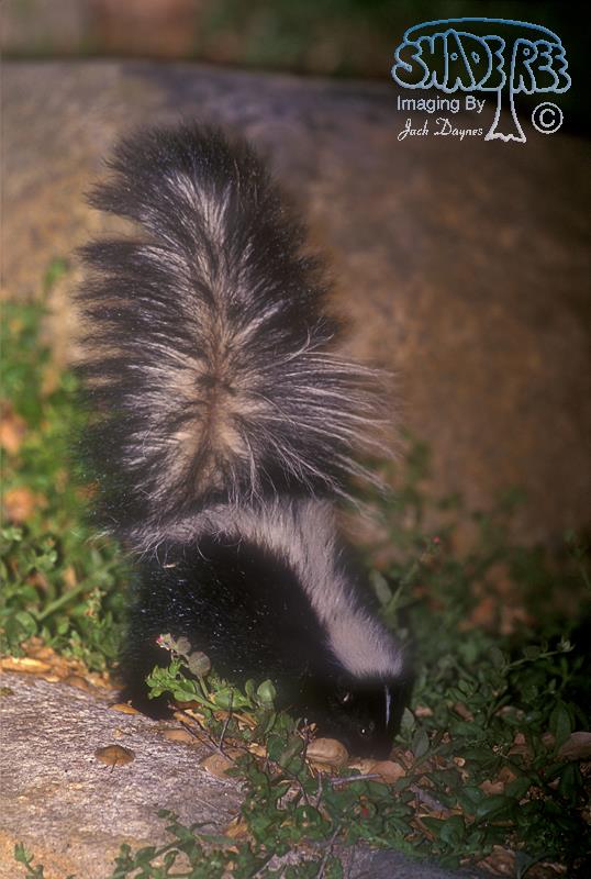 Striped Skunk - Mephitis mephitis