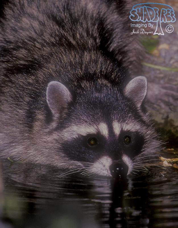 Raccoon - Procyon lotor