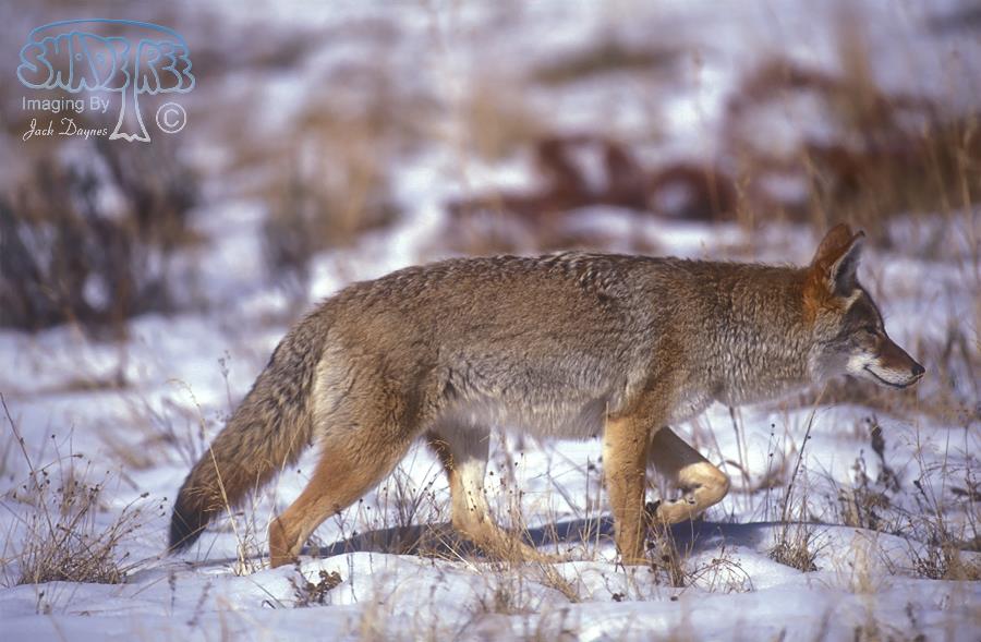 Coyote - Canis latrans