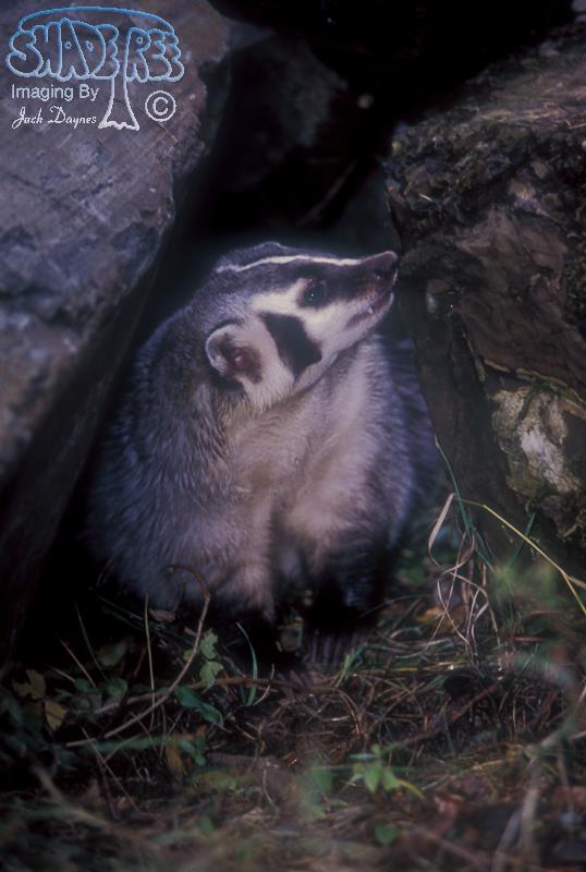 American Badger - Taxidea taxus