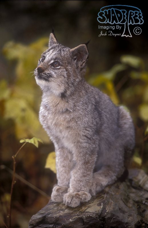 Canada Lynx - Lynx canadensis