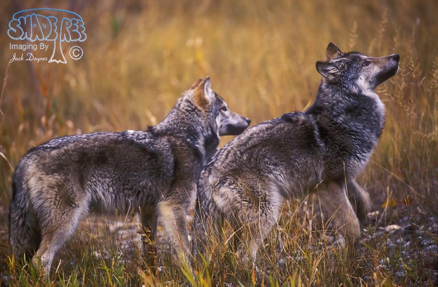 Gray Wolf - Canis lupus