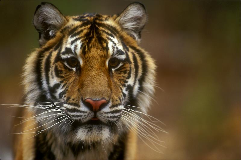 Tiger - Panthera tigris