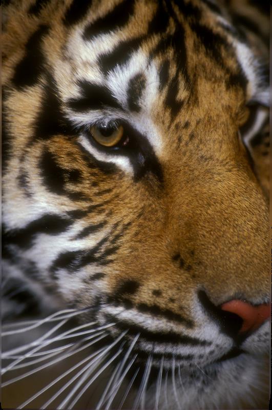 Tiger - Panthera tigris