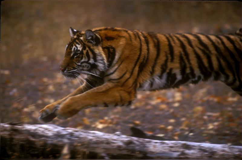 Tiger - Panthera tigris