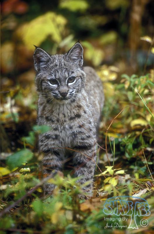 Bobcat - Lynx Rufus