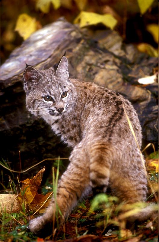 Bobcat - Lynx Rufus