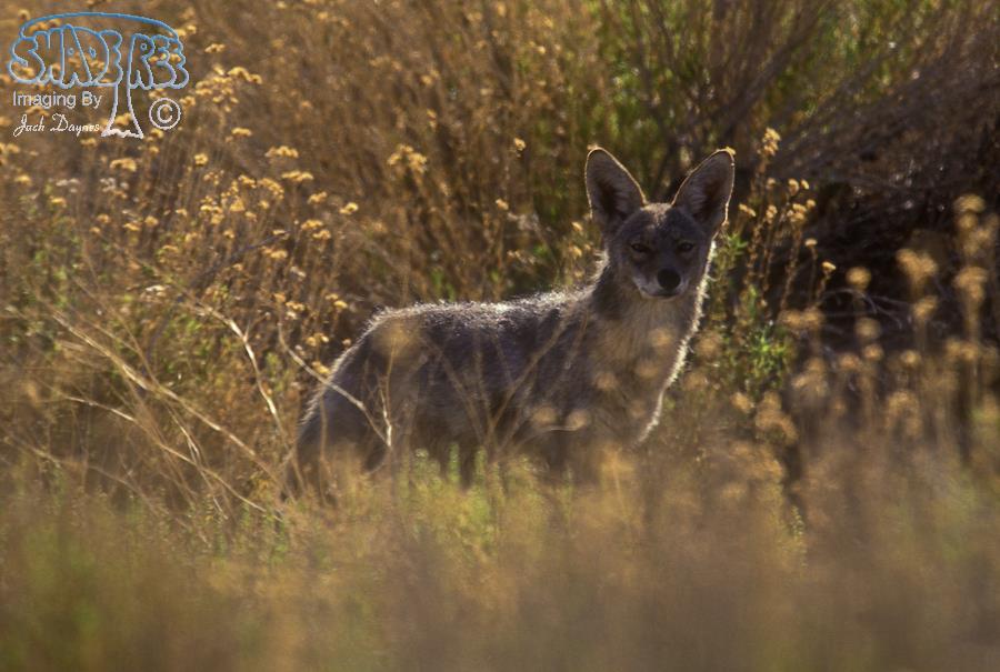 Coyote - Canis latrans