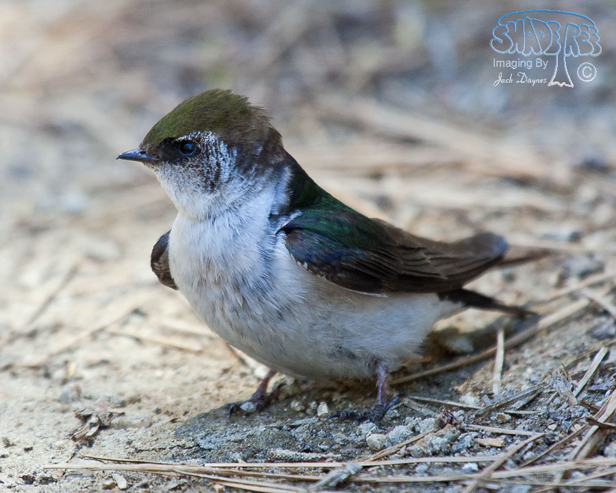 Violet-Green Swallow - Tachycineta thalassina