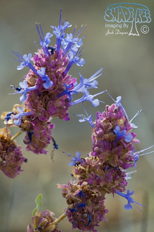 Mountain Flower - Unknown