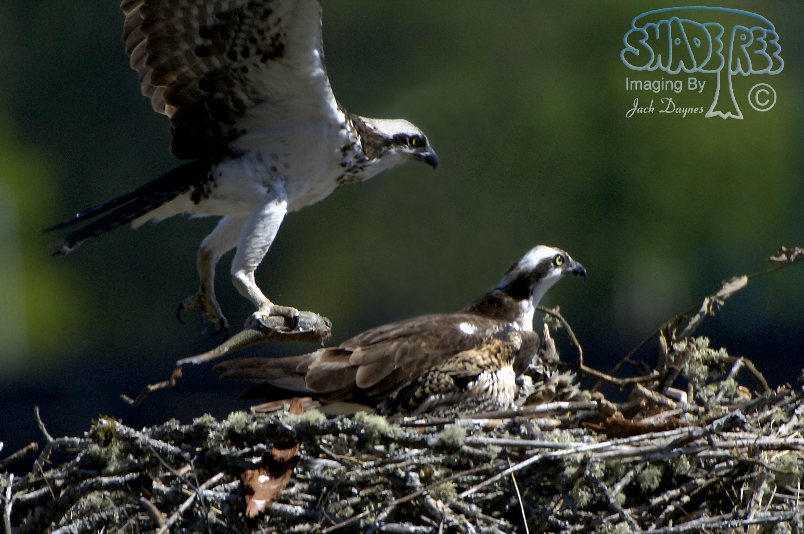 Osprey - Pandion haliaetus