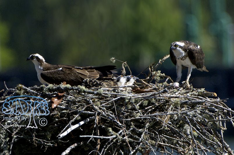 Osprey - Pandion haliaetus