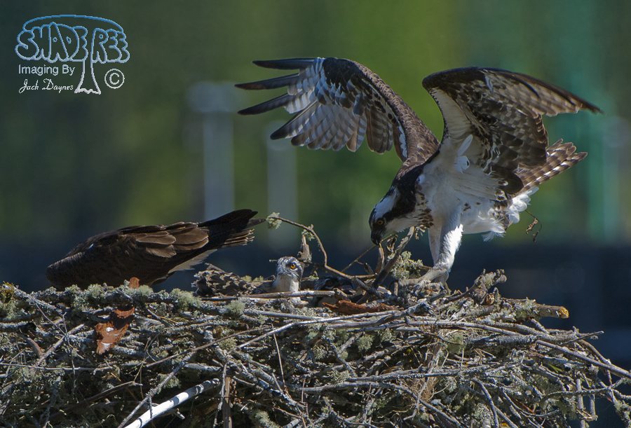 Osprey - Pandion haliaetus