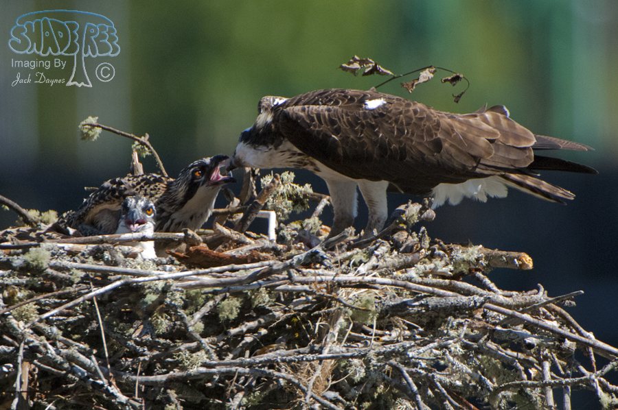 Osprey - Pandion haliaetus