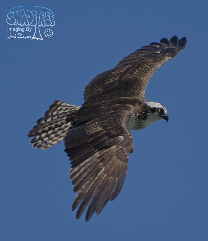 Osprey - Pandion haliaetus