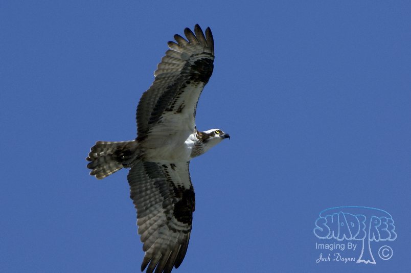 Osprey - Pandion haliaetus