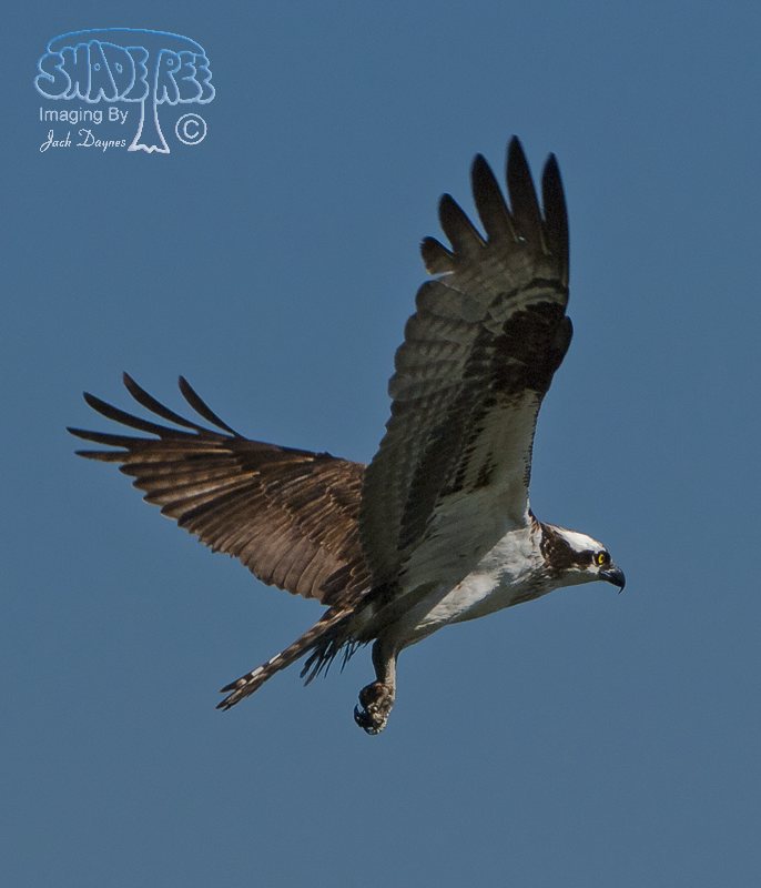 Osprey - Pandion haliaetus