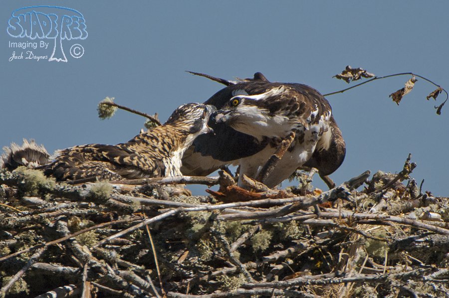 Osprey - Pandion haliaetus