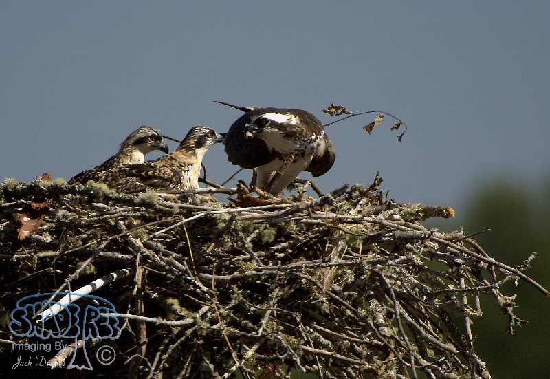 Osprey - Pandion haliaetus
