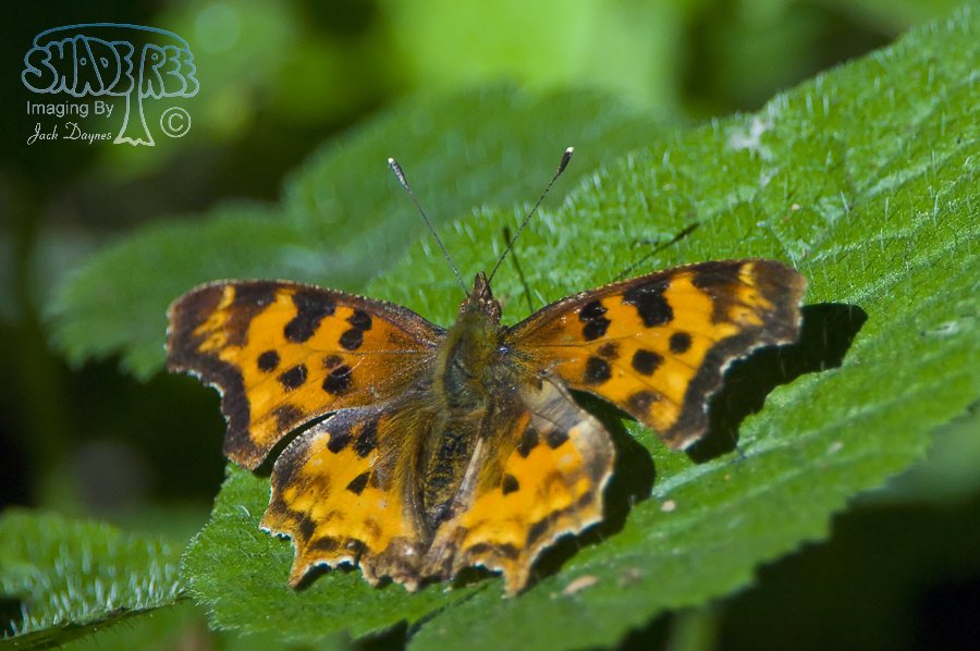 Satyr Anglewing Butterfly - Polygonia satyrus