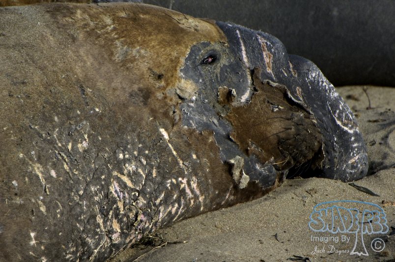 Northern Elephant Seal - Mirounga angustirostris